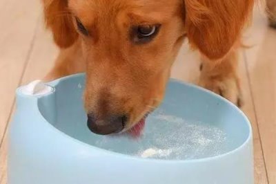 狗得了结石怎么办，结石较小且症状不严重可选择药物治疗