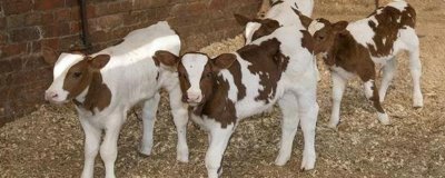 断奶犊牛怎么饲养，保持适温并定期消毒