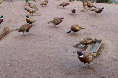 野鸡可以放在笼子里养吗,可以且有助于育肥