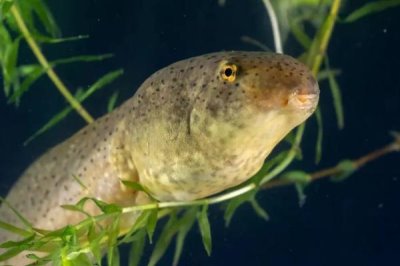 牛蛙蝌蚪简介，是牛蛙的幼体