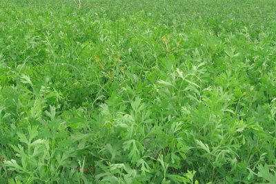 防风的种植条件,在疏松干燥的砂壤土中生长良好