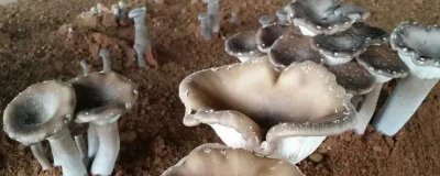 猪肚菇是什么菌类，是一种较常见的野生食用菌