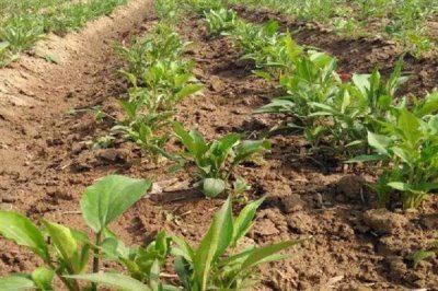 白术苗前除草剂的的选择,氟乐灵乳油和草胺乳油适合播种前除草