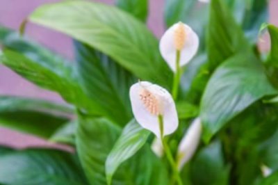 一帆风顺花怎么养殖,可常年放在室内具有散射光的位置