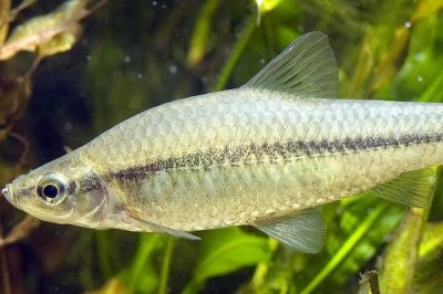 0.1号袖钩怎么绑,只需三步