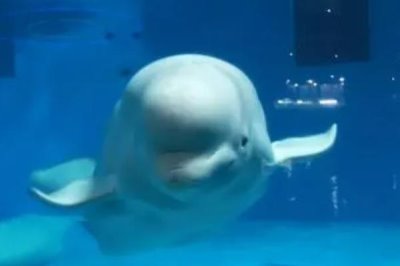 白鲸吃鱼需要咀嚼吗，无需咀嚼一般是直接吞下