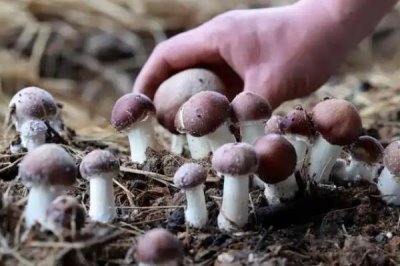 食用菌的种植前景,市场需求大前景广阔