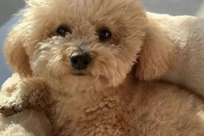 泰迪不吃东西怎么办,可以换一些清淡美味的食物