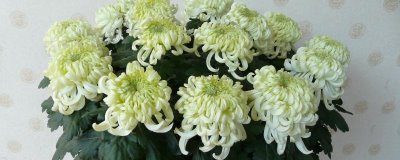 怎么栽培菊花，等土壤干燥后再浇水