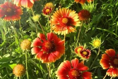 天人菊简介，中国中、南部广为栽培