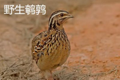 鹌鹑和鸽子的区别，科属、形态和繁殖方法均不同