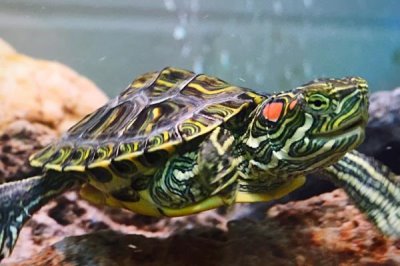 巴西龟好不好养活,新手饲养容易致死