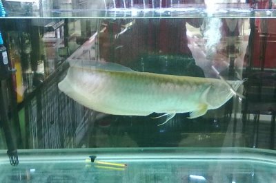 银龙鱼沉底奄奄一息的原因,可能是因为它受到了惊吓