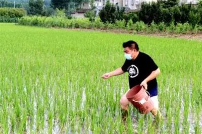 撒化肥三天下雨是否还有效，肥效一般不会消失