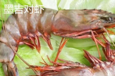 对虾的生活习性,属于杂食性且喜欢在晚上活动