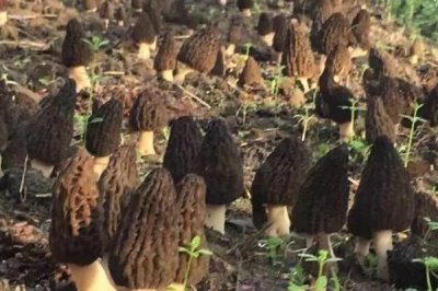 羊肚菌的种植注意事项,需要确保有适当的散射光线