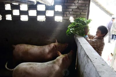 猪的食欲不好如何解决,需根据病因选择治疗方法