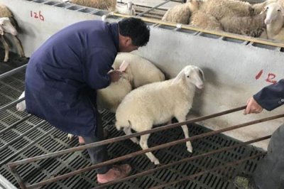 给羊驱虫的方法,主要在春天和秋天进行