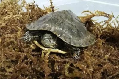 乌龟死亡的表现有哪些,首先会停止活动