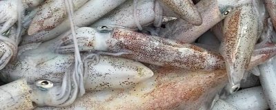 鱿鱼母和鱿鱼的区别,鱿鱼母就是雌性鱿鱼