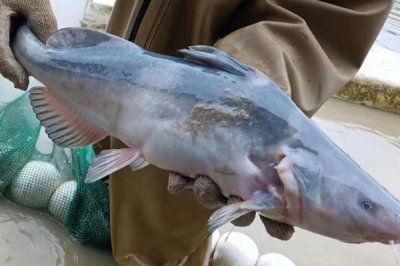 长吻鮠的价格,价格一般12-20元一斤