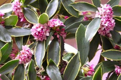 金边瑞香冬季养护方式,霜降之后就要挪至室内