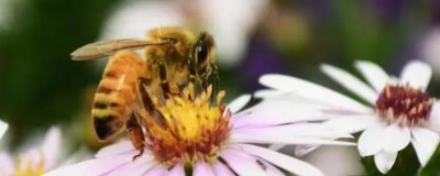 蜜蜂秋繁的起止时间,南方通常于9-10月份的时候开始秋繁