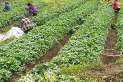 紫薯的种植方法,在2月份中旬可出窖育苗