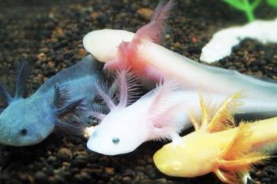 六角恐龙鱼逐渐死亡的原因，一般是生病、缺氧、水温过高造成