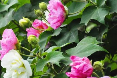 芙蓉花有害吗,是一种无毒的植物