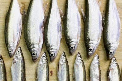 白条鱼能长多大，最大的也就体长25厘米