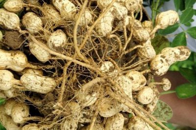 有哪些比较好的春花生品种，豫花9719、花育33号、花育25等品种的品质较好