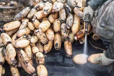 莲藕的产地有哪些,洪湖、新垦和襄陵的莲藕出名