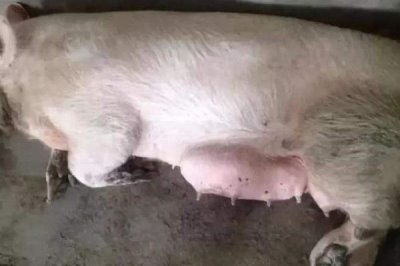 母猪下崽前有什么症状,前两周乳房会从后面向前面逐渐膨大