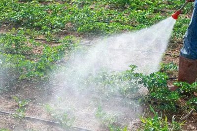 吡虫啉有什么作用,可防治飞虱、叶蝉、蚜虫等害虫