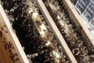 怎样人工育王,选择白天温度稳定在20℃以上时间进行