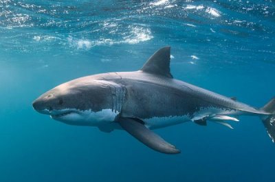 鲨鱼会不会游到浅水区,对海水气味敏感不会到浅水区