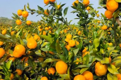 柑橘的主产地,主产于浙江、四川、湖南等省份