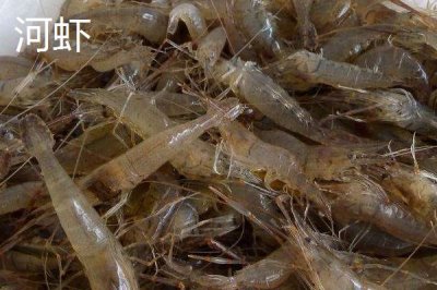 容易让鲈鱼上钩的饵料,河虾是鲈鱼的主要食物