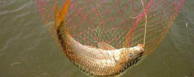 春天钓鲤鱼需要钓多深,根据水温决定