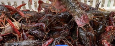 遂宁小龙虾的产地,主要产于四川省遂宁市