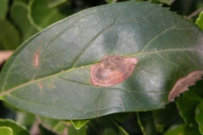 香石竹两种病害怎么打农药，高湿期间可喷施代森锌