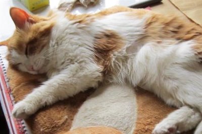 猫咪慢性肝炎是什么,是肝脏长期发炎的形成的一种病症