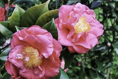 哪些花卉不怕晒,包括向日葵、茉莉花、碗莲等品种