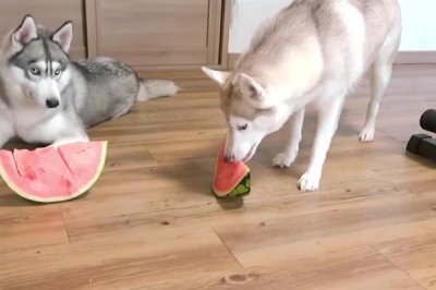 哈士奇当土狗养会不会死,一般不会死