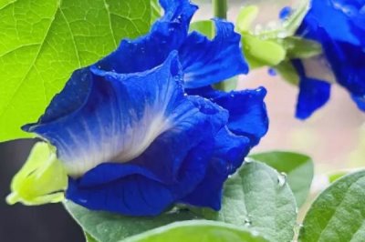 蝶豆的育苗方式，宜每月施肥2-3次