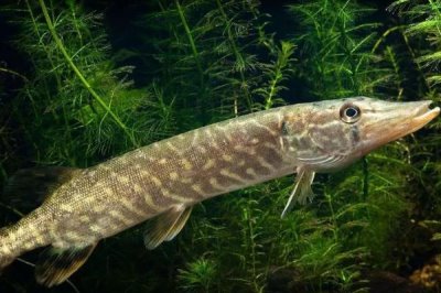 狗鱼怎么钓，5-10月是作钓的最佳时节