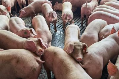 怎么避免猪应激，夏季需注意防暑降温