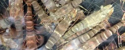 怎么养殖斑节对虾,天晴日暖时可在傍晚放苗