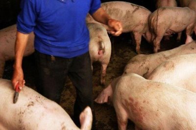 养猪降低成本的方法,及时去势可增加饲料的转化率